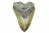 Bargain, Fossil Megalodon Tooth - Serrated Blade #308470-1